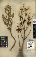 Syntype of Ferula hermonis Boiss. [family APIACEAE]