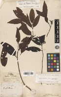 Isotype of Randia laurifolia Benth. & Hook.f. [family RUBIACEAE]