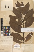 Syntype of Randia oxyodonta Drake [family RUBIACEAE]