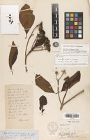 Isolectotype of Chimarrhis hookeri K.Schum. [family RUBIACEAE]