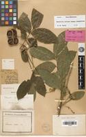 Isotype of Streptostigma viridiflora Thwaites [family SAPINDACEAE]