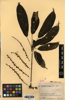 Isotype of Schefflera silvatica Cuatrec. [family ARALIACEAE]