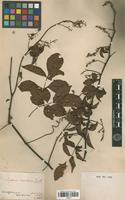 Type of Serjania chartacea Radlk. [family SAPINDACEAE]