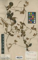 Type of Serjania comata Radlk. [family SAPINDACEAE]