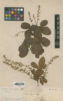 Type of Serjania longipes Radlk. [family SAPINDACEAE]