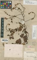 Holotype of Serjania multiflora Cambess. [family SAPINDACEAE]