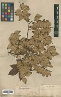Syntype of Serjania pyramidata Radlk. [family SAPINDACEAE]