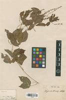 Type of Serjania tenuis Radlk. [family SAPINDACEAE]