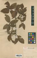 Isotype of Paullinia interrupta Benth. [family SAPINDACEAE]