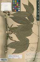 Syntype of Paullinia ternata Radlk. [family SAPINDACEAE]