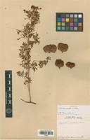 Isotype of Urvillea dissecta S. Watson [family SAPINDACEAE]