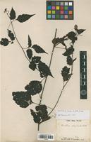 Syntype of Urvillea stipitata Radlk. [family SAPINDACEAE]