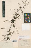 Isotype of Serjania lanceolata Cambess. [family SAPINDACEAE]