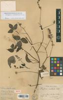 Isotype of Cardiospermum urvilleoides (Radlk.) Ferrucci [family SAPINDACEAE]