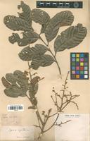 Type of Cupania rigida Radlk. [family SAPINDACEAE]