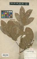Isotype of Cupania vernalis Cambess. [family SAPINDACEAE]