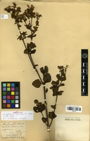Isotype of Eupatorium squalidum DC. [family ASTERACEAE]