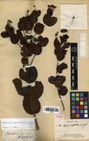 Type of Banisteriopsis hypericifolia (A.Juss.) W.R.Anderson & B.Gates [family MALPIGHIACEAE]