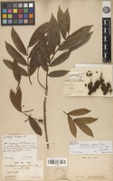 Holotype of Zanthoxylum amoyense Tul. [family RUTACEAE]