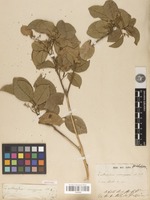 Isotype of Zanthoxylum monogynum A.St.-Hil. [family RUTACEAE]