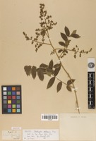 Isotype of Zanthoxylum stelligerum Turcz. [family RUTACEAE]