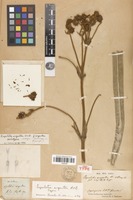 Isotype of espeletia argentea Bonpl. [family ASTERACEAE]