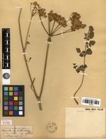 Type? of Heracleum hirsutum Edgew. [family APIACEAE]