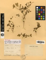 Syntype of Daucus littoralis Sibth. & Sm. var. genuinus Boiss. [family APIACEAE]