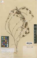 Type? of Lotus sylvestris A.Heller [family FABACEAE]