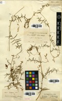 Filed as Vicia palaestina Boiss. [family FABACEAE]