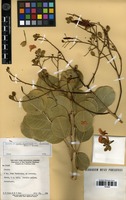 Isotype of Cassia rotundifolia Pers. var. longipedicellata Chodat & Hassl. [family FABACEAE]