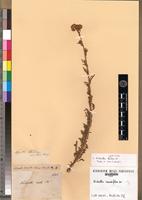 Isotype of Nidorella hirta DC. [family ASTERACEAE]