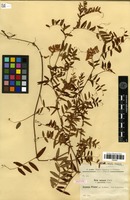 Isotype of Vicia amoena Fisch. ex Ser. f. parviloba Freyn. [family FABACEAE]