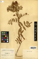 Isotype of Vicia amoena Fisch. ex Ser. f. parviloba Freyn. [family FABACEAE]