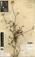 Filed as Daucus littoralis Sibth. & Sm. [family APIACEAE]