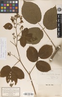Neotype of Rubus microdontus P.J.Müll. & Lefèvre [family ROSACEAE]