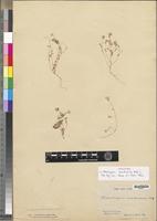 Isotype of Helichrysum arachnoides Balf.f. [family ASTERACEAE]