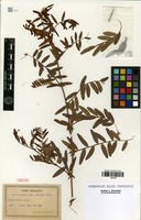 Isotype of Vicia amoena Fisch. ex Ser. f. oblonga Freyn. [family FABACEAE]
