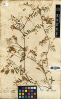 Filed as Vicia villosa Roth [family FABACEAE]