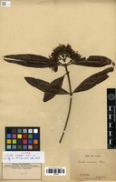 Isotype of Pavetta nitidula Hiern [family RUBIACEAE]
