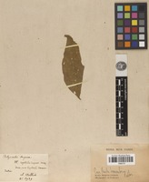 Type of Polyscalis sequax Wall. [family AMARANTHACEAE]