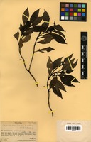 Isotype of coprosma cookei Fosberg [family RUBIACEAE]