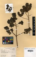 Isotype of coprosma setosa J.W.Moore [family RUBIACEAE]