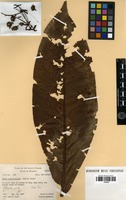 Isotype of ixora temehaniensis J.W. Moore [family RUBIACEAE]