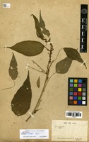 Syntype of Acalypha estrellana Baill. [family EUPHORBIACEAE]