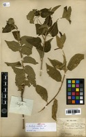 Syntype of Acalypha variabilis Klotzsch ex Baill. var. albescens Baill. [family EUPHORBIACEAE]