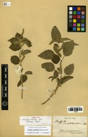 Type? of Acalypha variabilis Klotzsch ex Baill. var. albescens Baill. [family EUPHORBIACEAE]