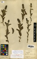 Syntype of Odonteilema claussenii Turcz. [family EUPHORBIACEAE]