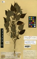 Syntype of Acalypha brasiliensis Müll.Arg. var. longipes Müll.Arg. [family EUPHORBIACEAE]