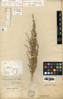 Holotype of Halocnemum ritterianum Moq. [family AMARANTHACEAE]